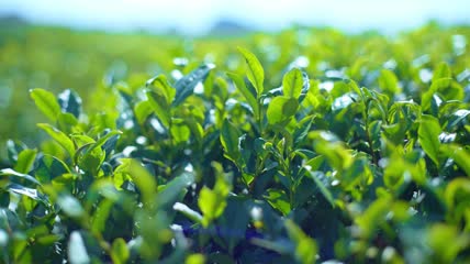 春茶实拍