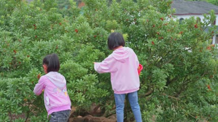 4k杨梅基地小朋友采摘杨梅实拍