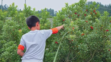 4k实拍杨梅基地小朋友采摘杨梅