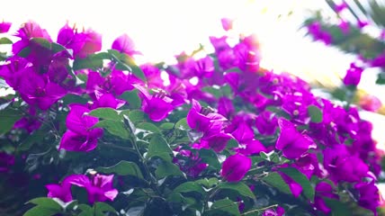 4k实拍紫藤花
