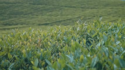 4k实拍茶园毛尖
