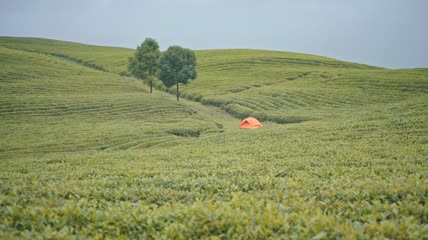 4k实拍茶园茶山户外帐篷露营