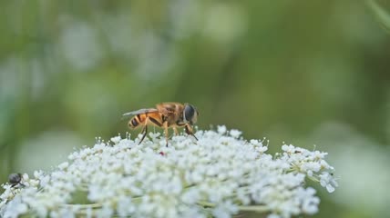 4k实拍蜜蜂花朵采蜜