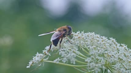 4k实拍升格蜜蜂花朵采蜜