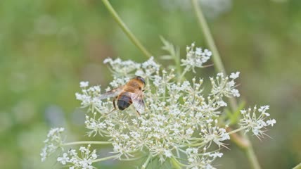 4k实拍蜜蜂花朵采蜜视频素材