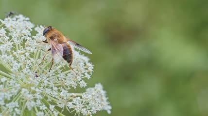 4k实拍蜜蜂花朵采蜜升格素材