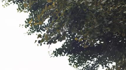 4k实拍雨中银杏树