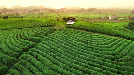 4k航拍茶园茶山自驾露营