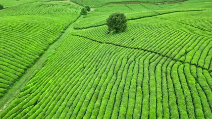 4k贵州茶园茶山航拍