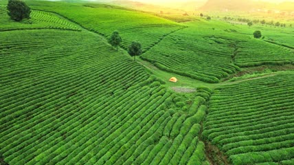 贵州茶山茶园4k航拍