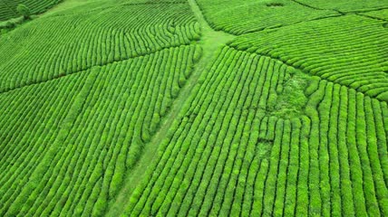 4k航拍贵州茶园茶山素材
