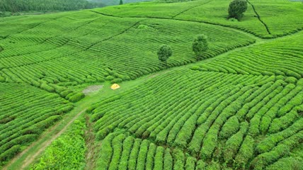 4k航拍贵州茶园茶山