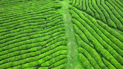 4k贵州茶园茶山航拍素材