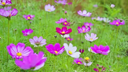 4k实拍格桑花盛开视频素材
