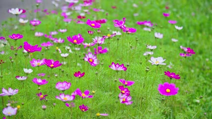 4k实拍格桑花盛开