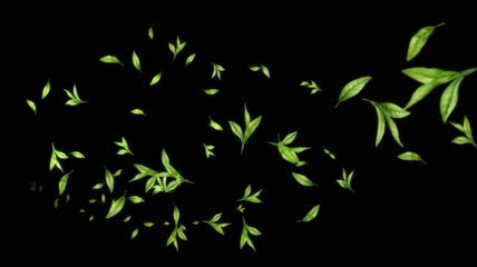 粒子花瓣绿叶飞舞AE模板