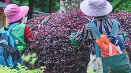4k实拍城市花坛修剪