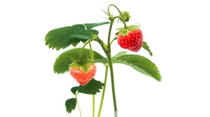 草莓成熟延时视频