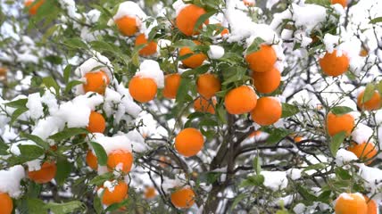 被大雪覆盖的橘子特写实拍