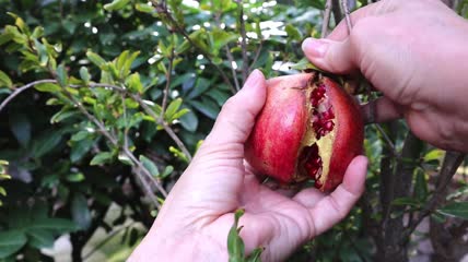 被摘下的石榴特写实拍