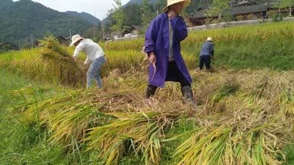 水稻稻谷大米米饭农业粮食丰收稻田谷子（2）