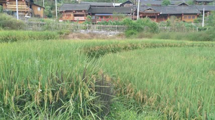 水稻稻谷大米米饭农业粮食丰收稻田谷子