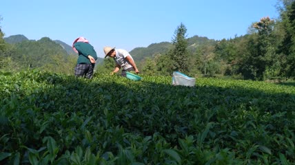 茶园茶叶采摘4K实拍视频(1)
