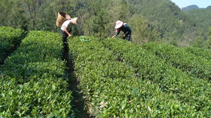 茶园茶叶采摘4K实拍视频(11)