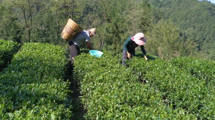 茶园茶叶采摘4K实拍视频(12)