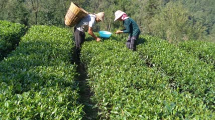 茶园茶叶采摘4K实拍视频(13)