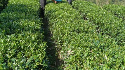 茶园茶叶采摘4K实拍视频(14)