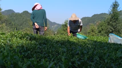 茶园茶叶采摘4K实拍视频(2)
