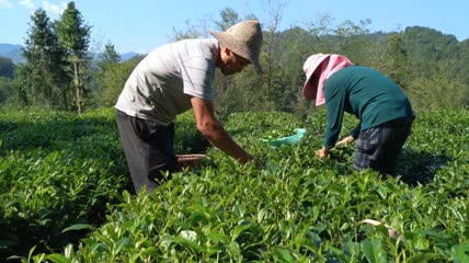 茶园茶叶采摘4K实拍视频(22)
