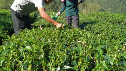 茶园茶叶采摘4K实拍视频(23)