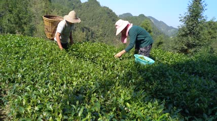 茶园茶叶采摘4K实拍视频(3)