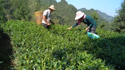 茶园茶叶采摘4K实拍视频(4)