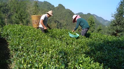 茶园茶叶采摘4K实拍视频(5)