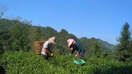 茶园茶叶采摘4K实拍视频(6)