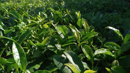 有机茶山茶园茶叶4K实拍视频（1）