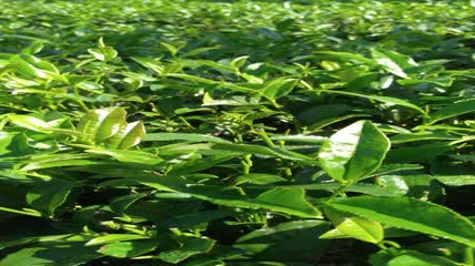 有机茶山茶园茶叶4K实拍视频（2）