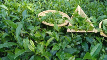有机茶山茶园茶叶4K实拍视频（4）