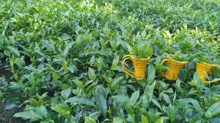 有机茶山茶园茶叶4K实拍视频（5）
