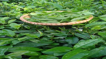有机茶山茶园茶叶4K实拍视频（7）