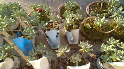 环保器具种植的多肉植物4K实拍视频（1）