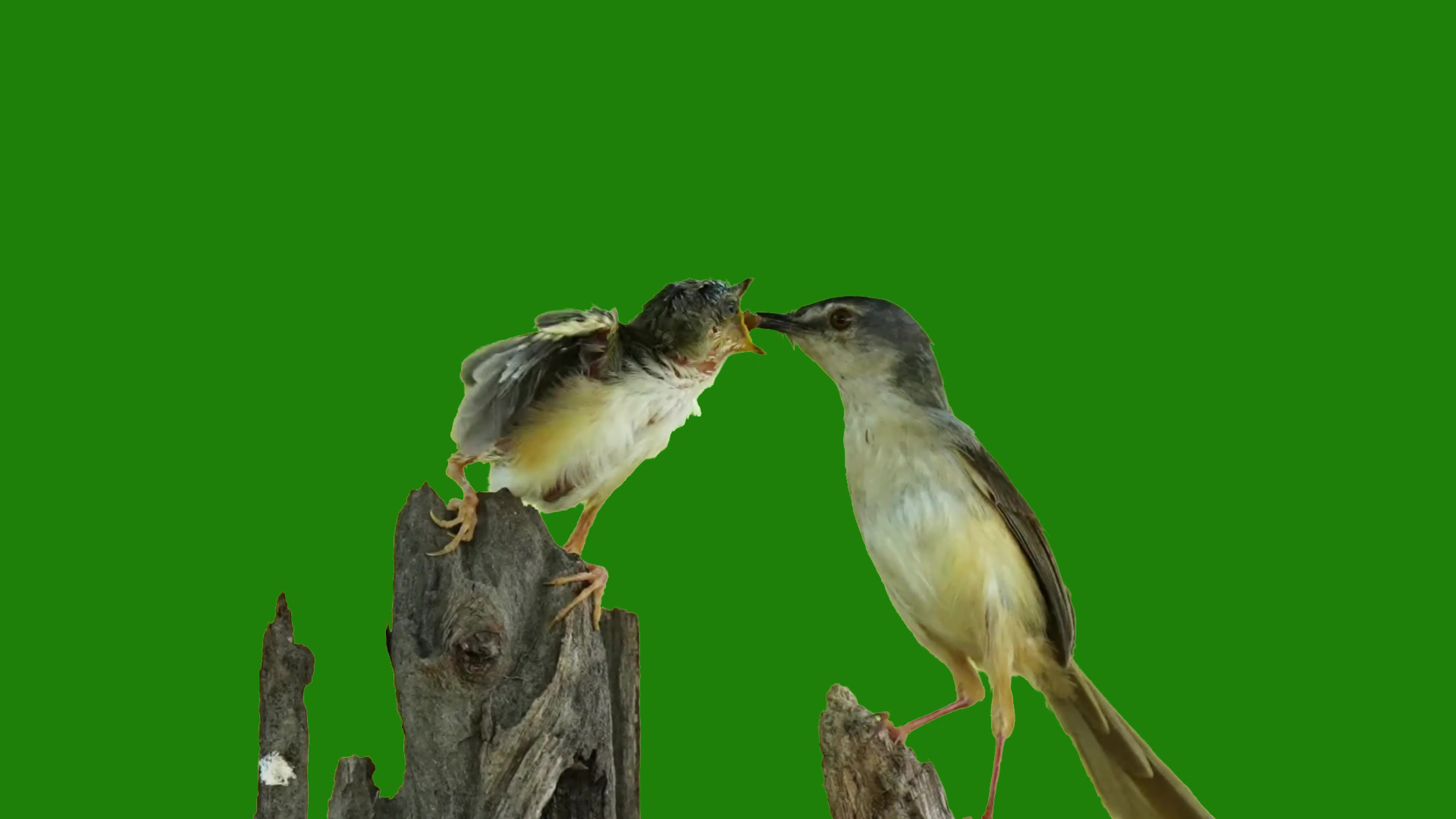 绿幕视频素材小鸟喂食