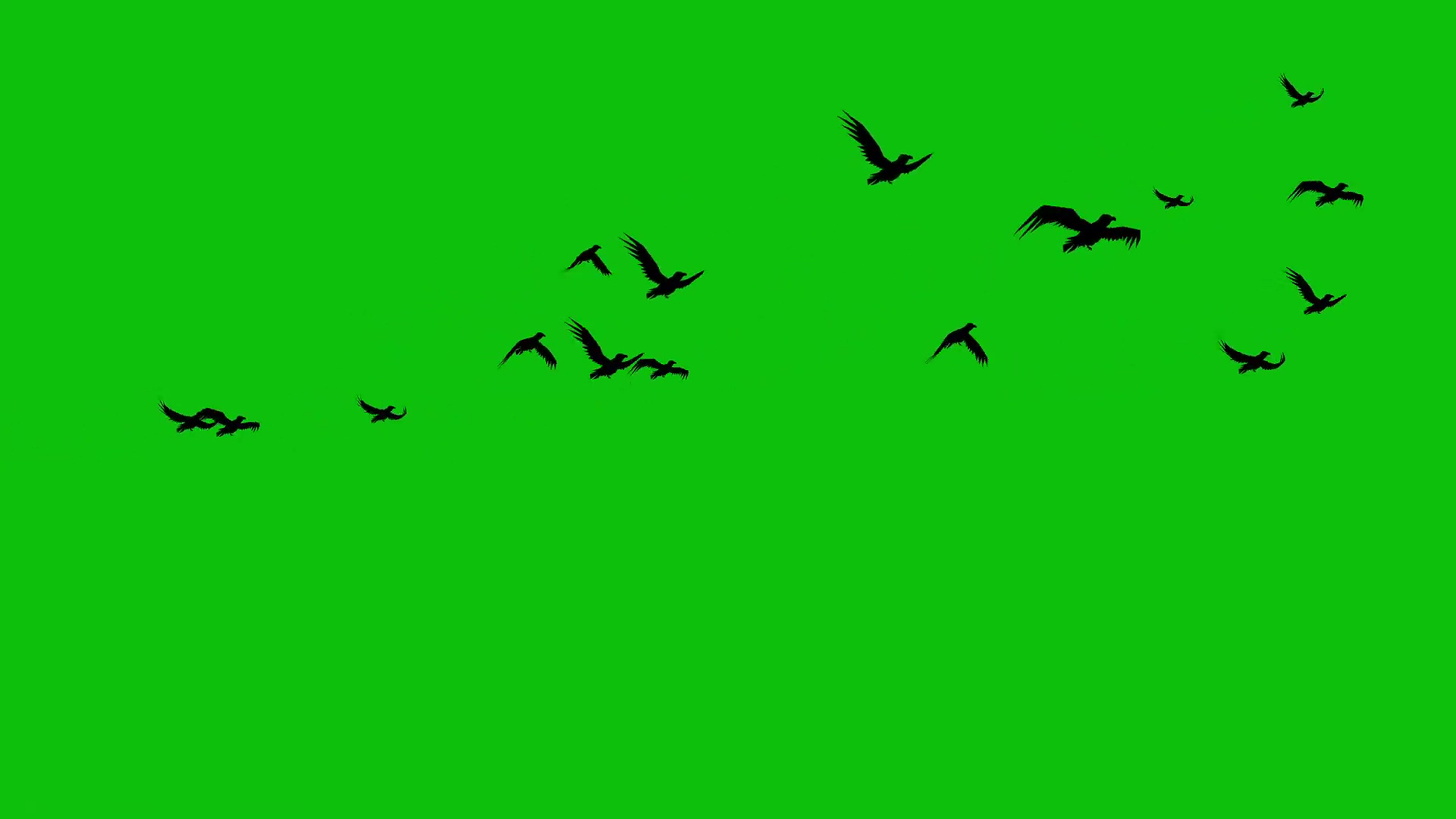 绿幕视频素材飞鸟