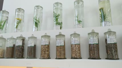 中医中药材中草药展示4K实拍视频（5）