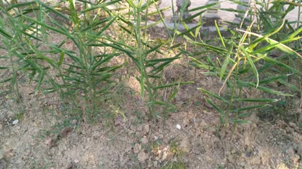 田野生长的姜苗生姜4K实拍视频(3)