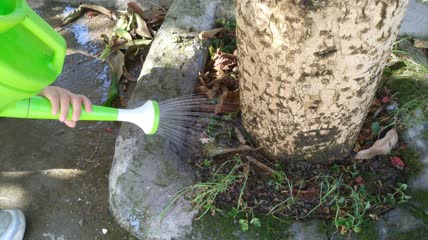 小孩给树浇水4K实拍视频(5)