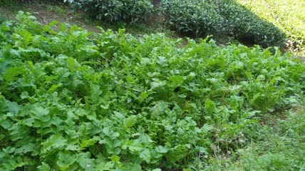 萝卜菜菜地4K实拍视频(1)